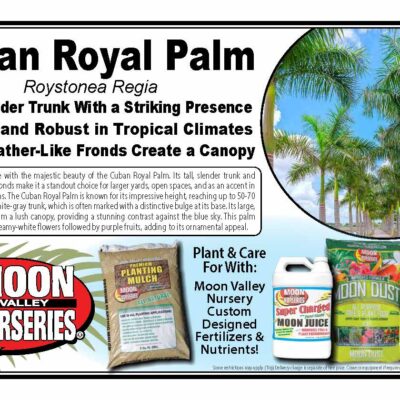Cuban Royal Palm