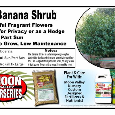 Banana Shrub