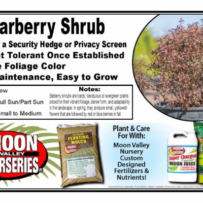 Barberry Shrub