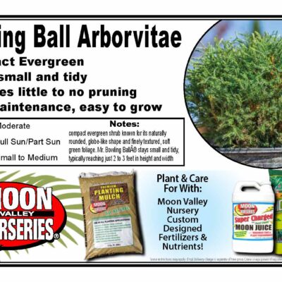 Bowling Ball Arborvitae