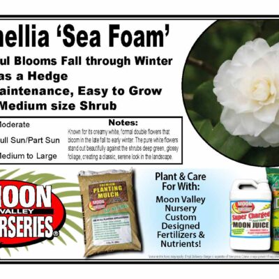 Camellia 'Sea Foam'