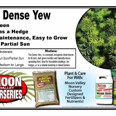 Dense Yew