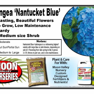 Hydrangea 'Nantucket Blue'