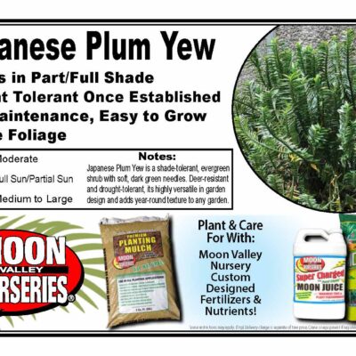 Japanese Plum Yew
