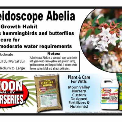 Kaleidoscope Abelia