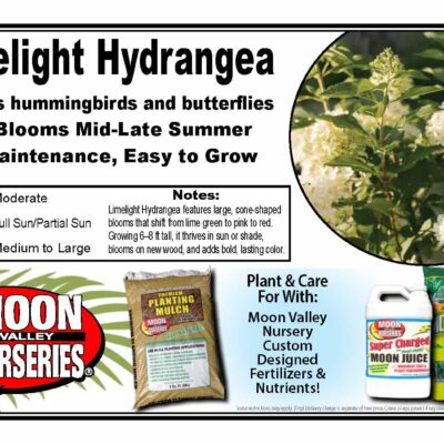 Limelight Hydrangea