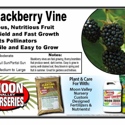 Blackberry Vine