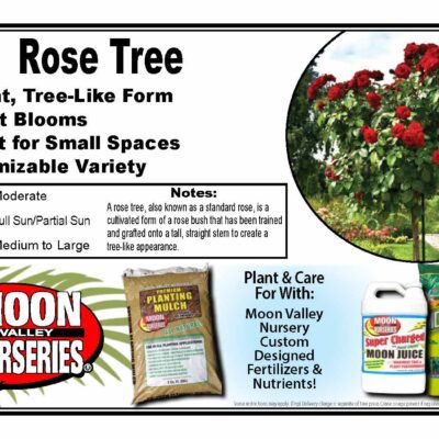 Rose Tree