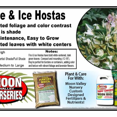 Fire & Ice Hostas