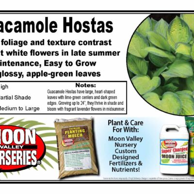 Guacamole Hostas