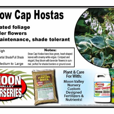 Snow Cap Hostas