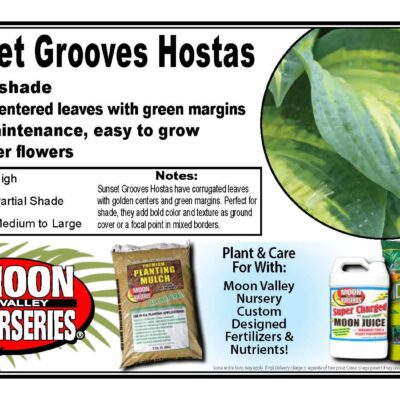 Sunset Grooves Hostas