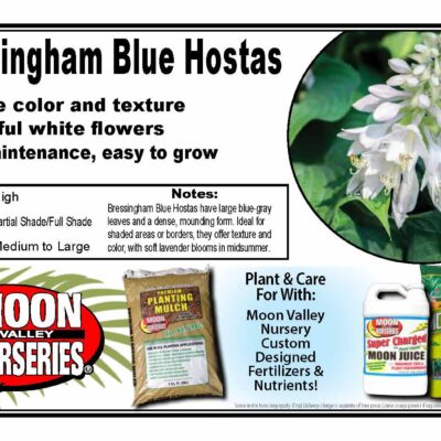 Bressingham Blue Hostas