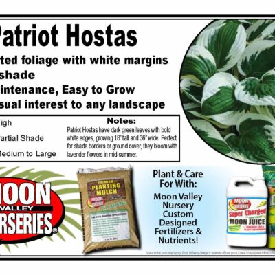 Patriot Hostas