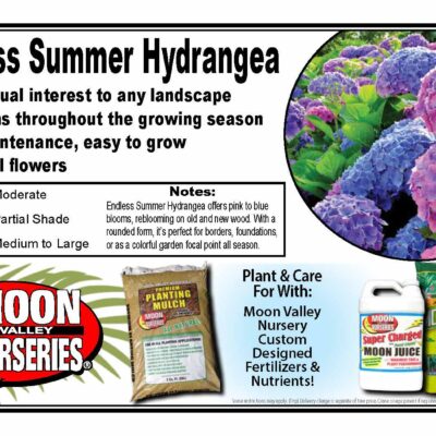 Endless Summer Hydrangea