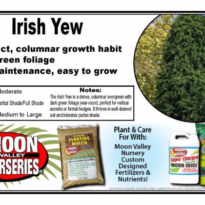 Irish Yew
