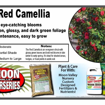 Red Camellia