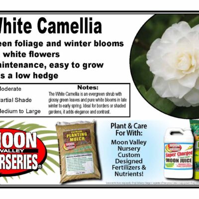 White Camellia