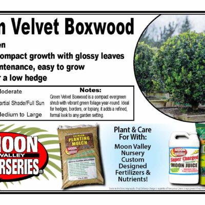 Green Velvet Boxwood