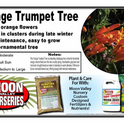 Orange Trumpet Tree