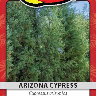 Arizona Cypress