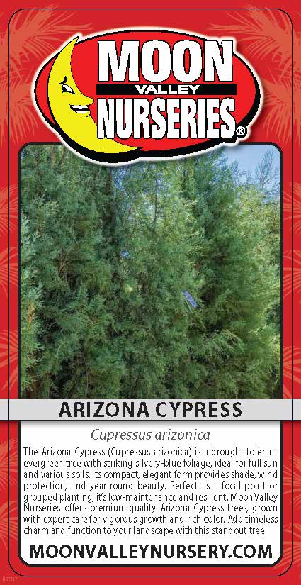 Arizona Cypress