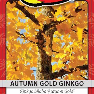 Autumn Gold Ginkgo
