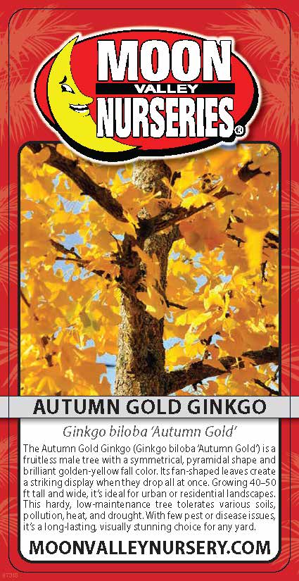 Autumn Gold Ginkgo
