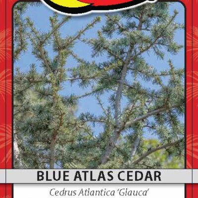 Blue Atlas Cedar