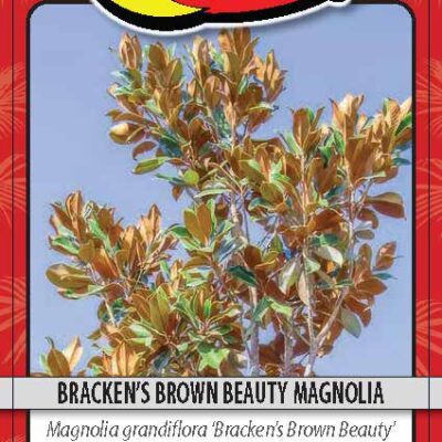 Bracken's Brown Beauty Magnolia