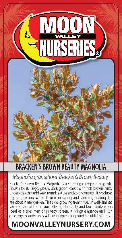 Bracken's Brown Beauty Magnolia