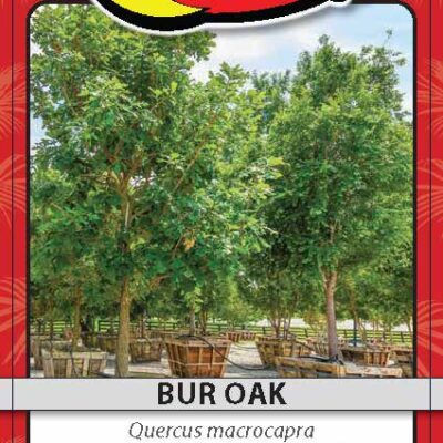 Bur Oak