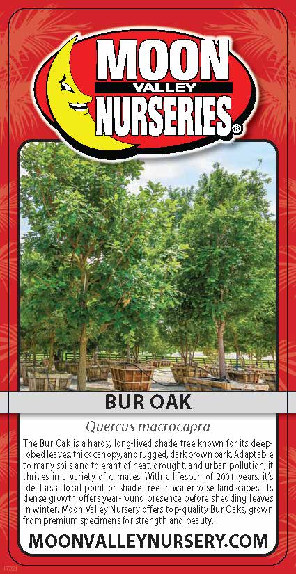 Bur Oak