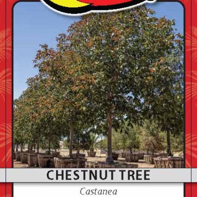 Chestnut Tree