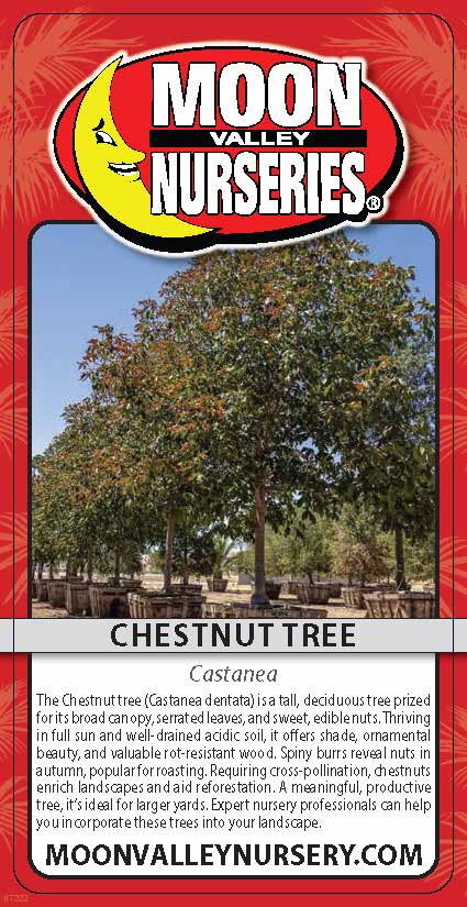 Chestnut Tree