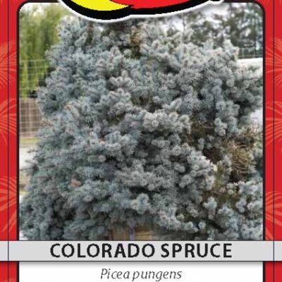 Colorado Spruce