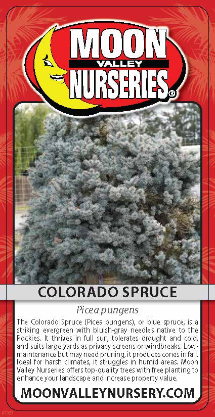 Colorado Spruce