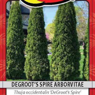 Degroot's Spire Arborvitae