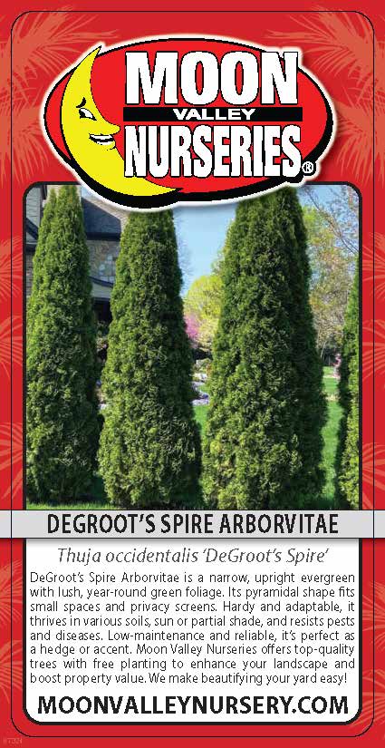 Degroot's Spire Arborvitae