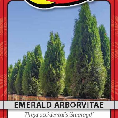 Emerald Arborvitae