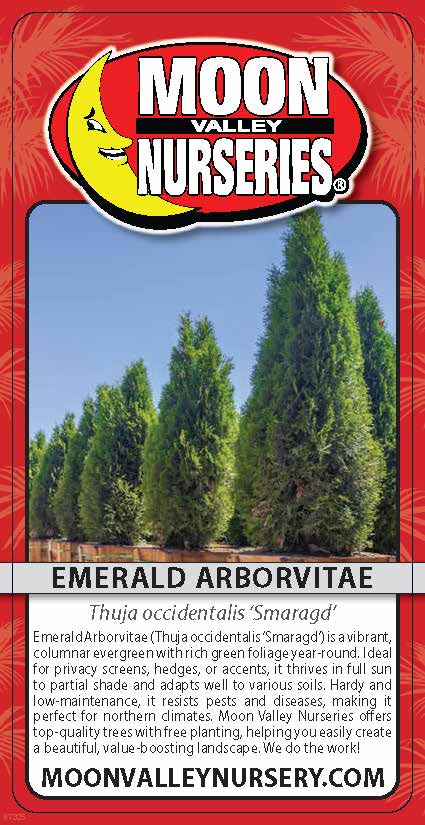 Emerald Arborvitae