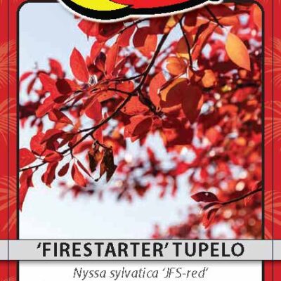 'Firestarter' Tupelo