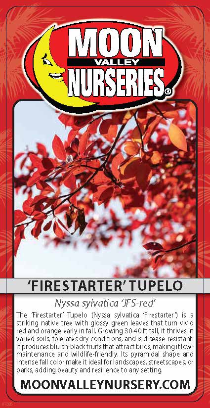 'Firestarter' Tupelo