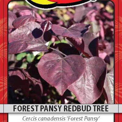 Forest Pansy Redbud Tree
