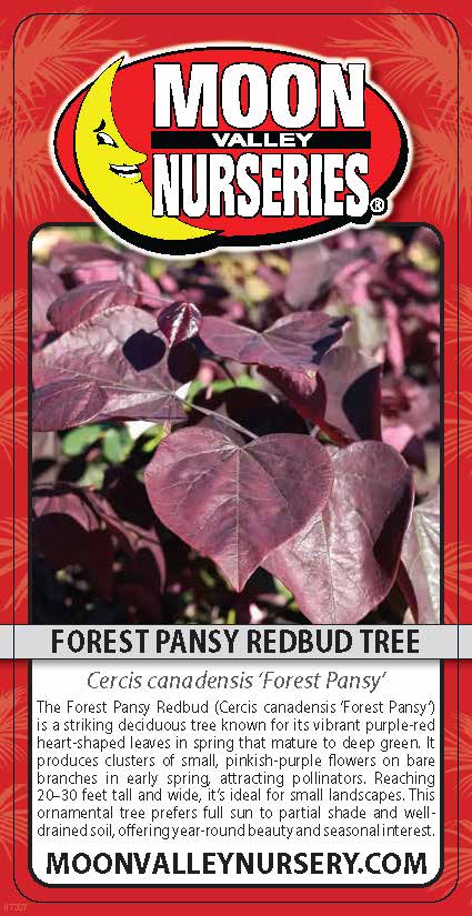 Forest Pansy Redbud Tree