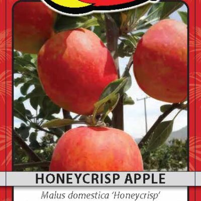 Honeycrisp Apple