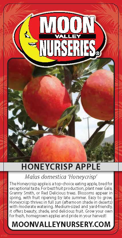 Honeycrisp Apple