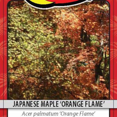 Japanese Maple 'Orange Flame'