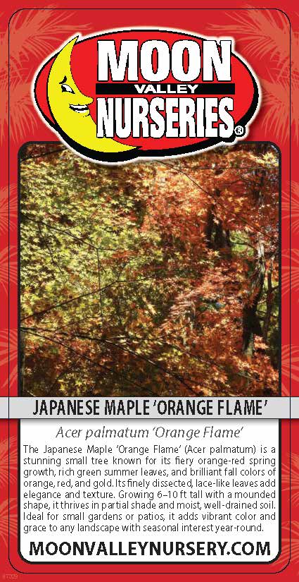 Japanese Maple 'Orange Flame'