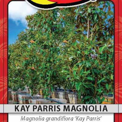 Kay Parris Magnolia